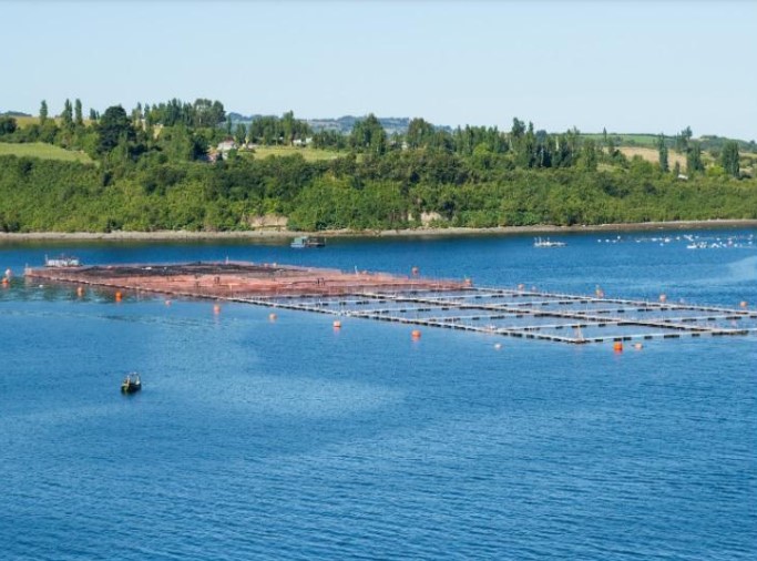 salmon en Puerto Montt