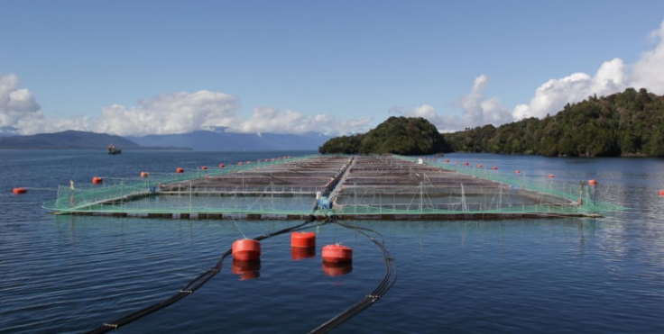 Chilenos innovan en diseños y tecnología de redes para la industria salmonera
