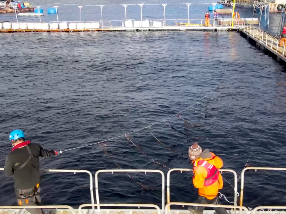 ¿Cómo se usan los residuos orgánicos en la salmonicultura chilena?