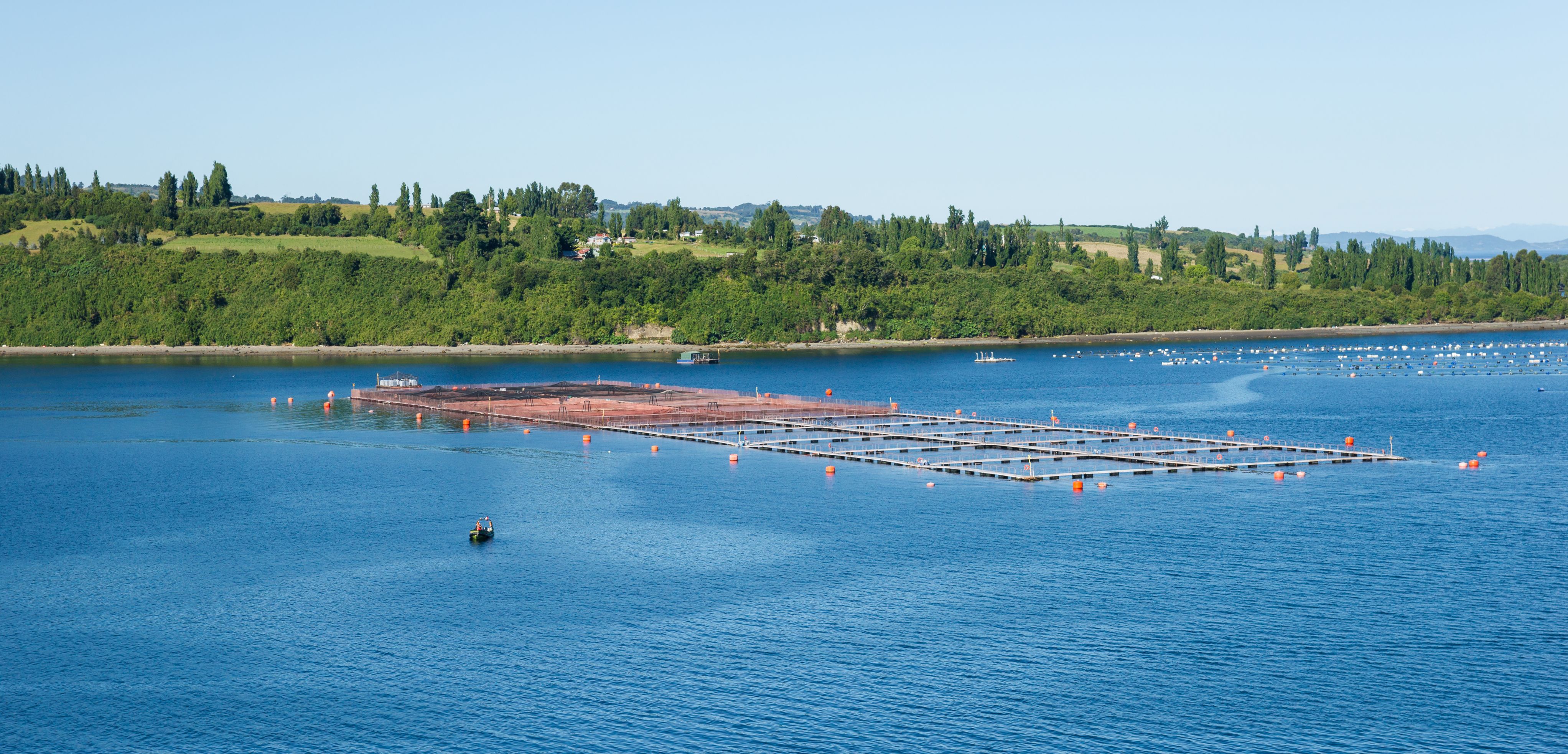 El salmón chileno: orgullo del sur y motor de Chile
