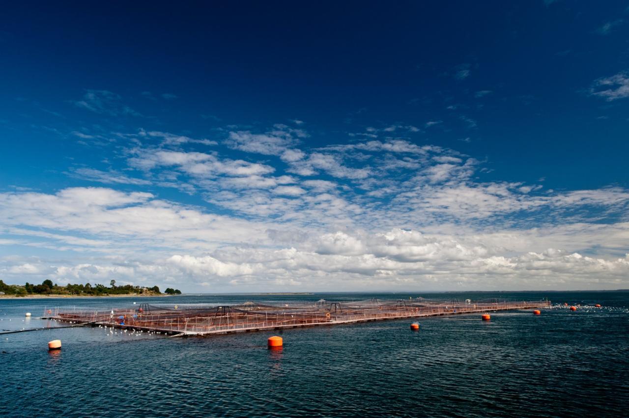Estudio científico de INTESAL revela importante hallazgo: salmón del atlántico no logra reproducirse exitosamente en ríos del sur de chile