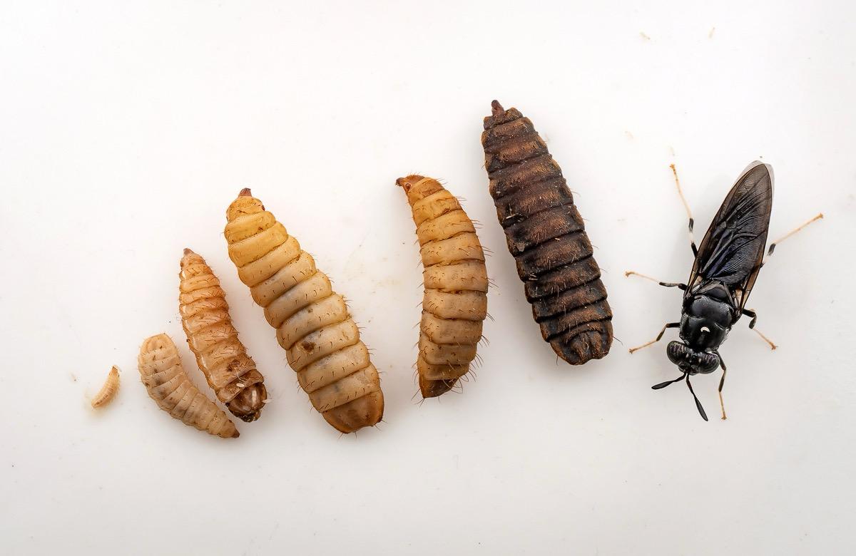 Proteína de insectos: la clave para una dieta de salmónidos que impulse la circularidad y carbono neutralidad de la industria