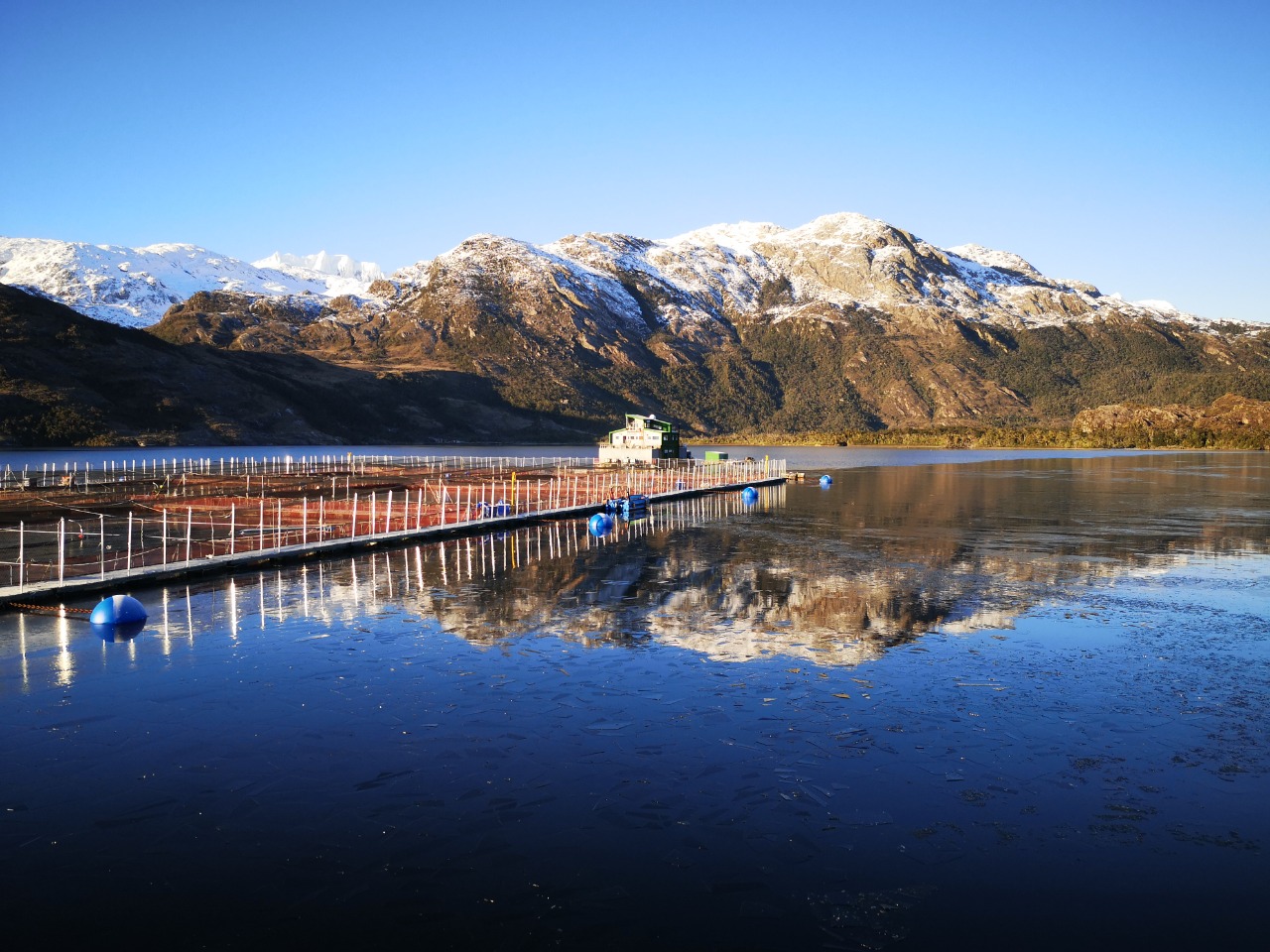 Exportaciones de salmón registran relevante alza en valor y volumen durante primer semestre de 2026, pese a crecimiento promedio de un 2% en cosechas